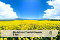 Birdsfoot Trefoil Seeds 5 lbs – Perennial Forage Legume for Pasture, Hay, Silage – Lotus corniculatus