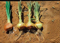 Utah Yellow Sweet Spanish Onion Seeds – Heirloom Long-Day Vegetable for Slicing & Cooking, 50 Seeds