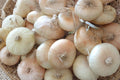Blanco Duro White Onion Seeds – Heirloom Long Day Variety for Gardens, Produces Firm White Bulbs, Open Pollinated, Vegetable Seed