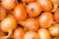 Texas Grano 502 Onion Seeds – Heirloom Short Day Sweet, Large Bulb, Open Pollinated, Allium cepa