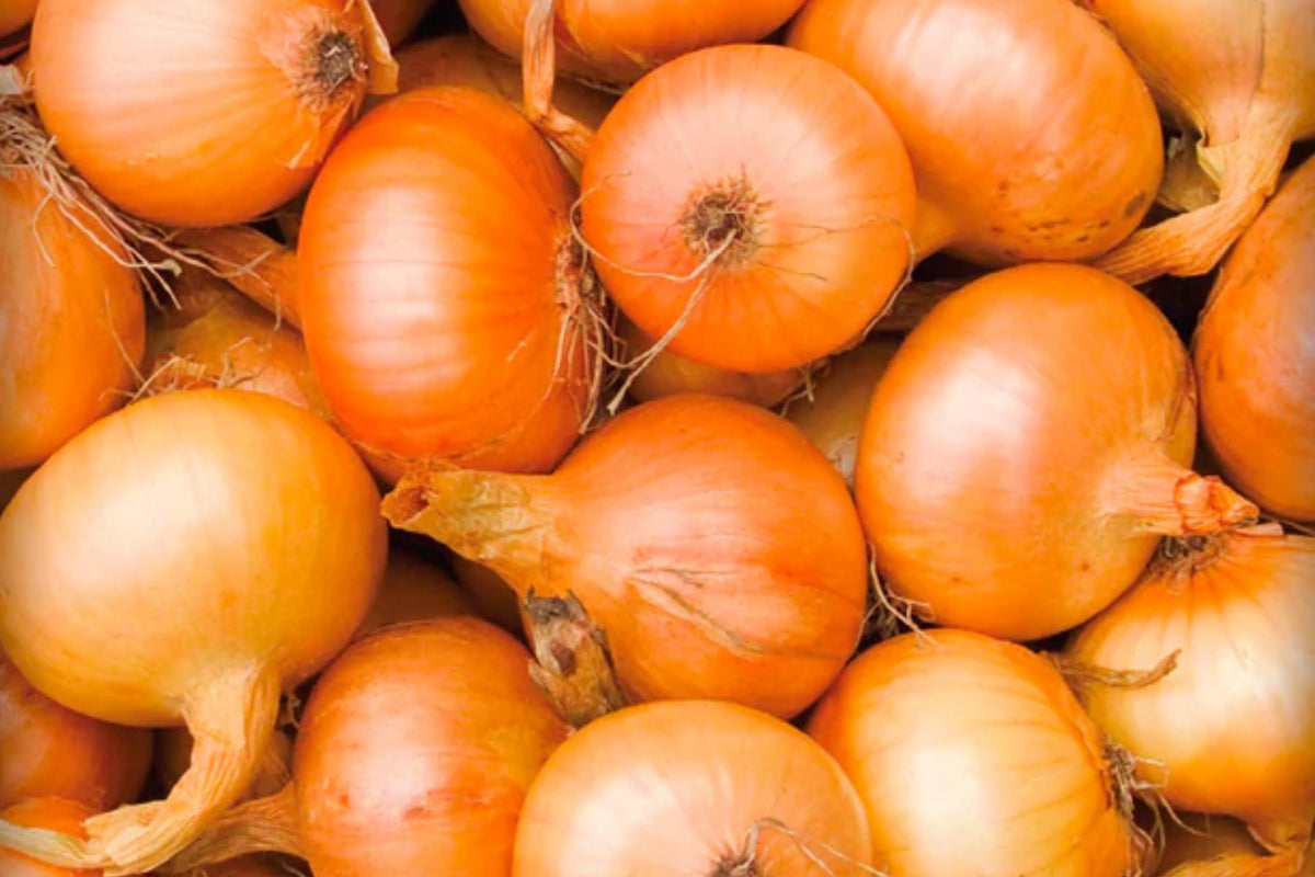 Texas Grano 502 Onion Seeds – Heirloom Short Day Sweet, Large Bulb, Open Pollinated, Allium cepa
