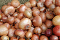 Yellow Valencia Onion Seeds – Heirloom Long Day Sweet Bulb Variety for Home Gardens and Market Growers