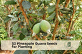 Pineapple Guava Seeds for Planting - Acca sellowiana Evergreen Tree, Ornamental Foliage & Fragrant Flowers, Garden & Landscape