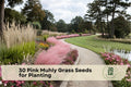 Pink Muhly Grass Seeds - Ornamental Landscaping Grass with Pink Plumes, Muhlenbergia capillaris, Drought Tolerant, Fall Color