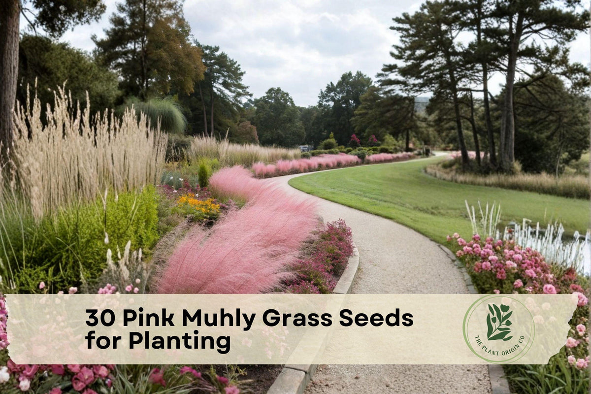 Pink Muhly Grass Seeds - Ornamental Landscaping Grass with Pink Plumes, Muhlenbergia capillaris, Drought Tolerant, Fall Color