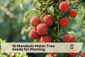 Mandarin Melon Tree Seeds for Planting - Maclura tricuspidata, Ornamental Fruit Tree, Che Tree, Garden Landscape, 10 Seeds