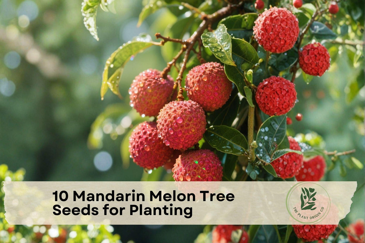 Mandarin Melon Tree Seeds for Planting - Maclura tricuspidata, Ornamental Fruit Tree, Che Tree, Garden Landscape, 10 Seeds