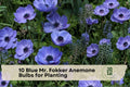 Blue Mr. Fokker Anemone Bulbs for Planting - Deep Blue Spring Flowering Corms, Anemone coronaria 'Mr. Fokker'