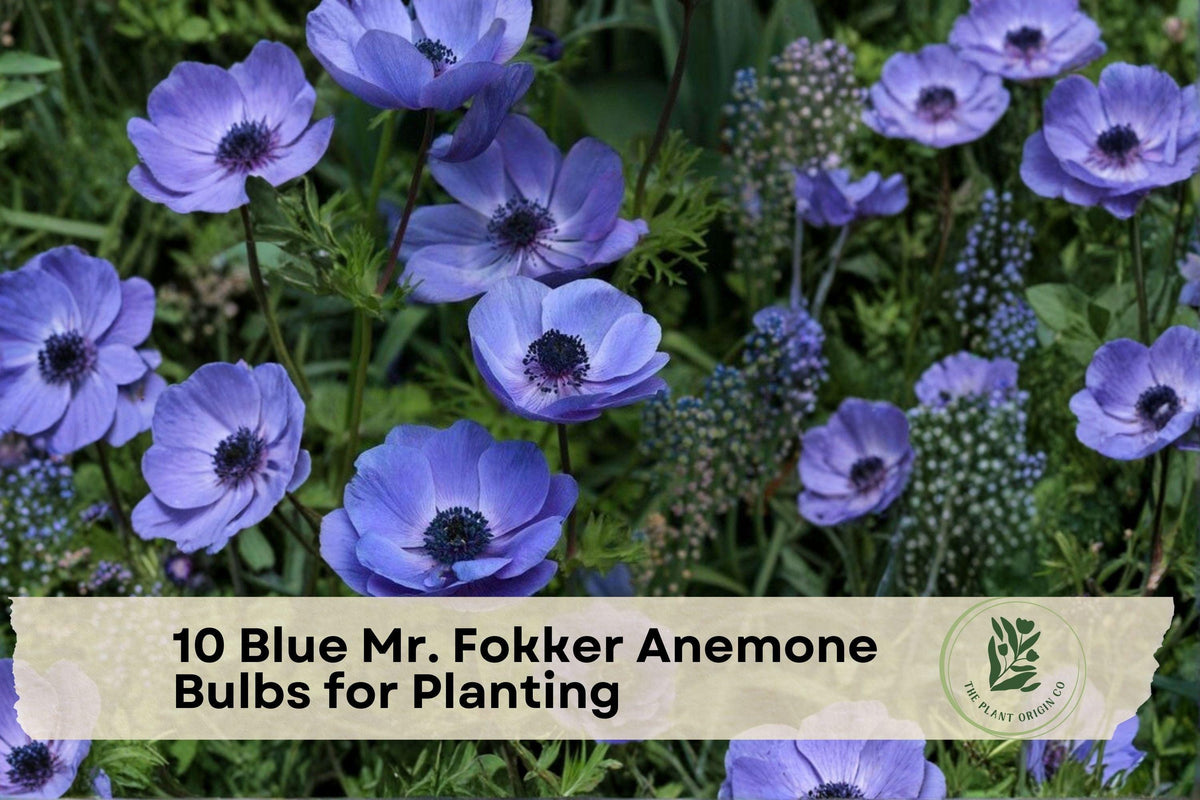 Blue Mr. Fokker Anemone Bulbs for Planting - Deep Blue Spring Flowering Corms, Anemone coronaria 'Mr. Fokker'