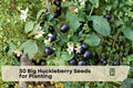 Big Huckleberry Seeds for Planting - Vaccinium membranaceum Native Mountain Berry Shrub, Deciduous, Woodland & Native Gardens