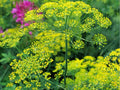 Bouquet Dill Herb Seeds – 500 Non-GMO, Heirloom, Culinary & Pollinator Magnet, Anethum graveolens