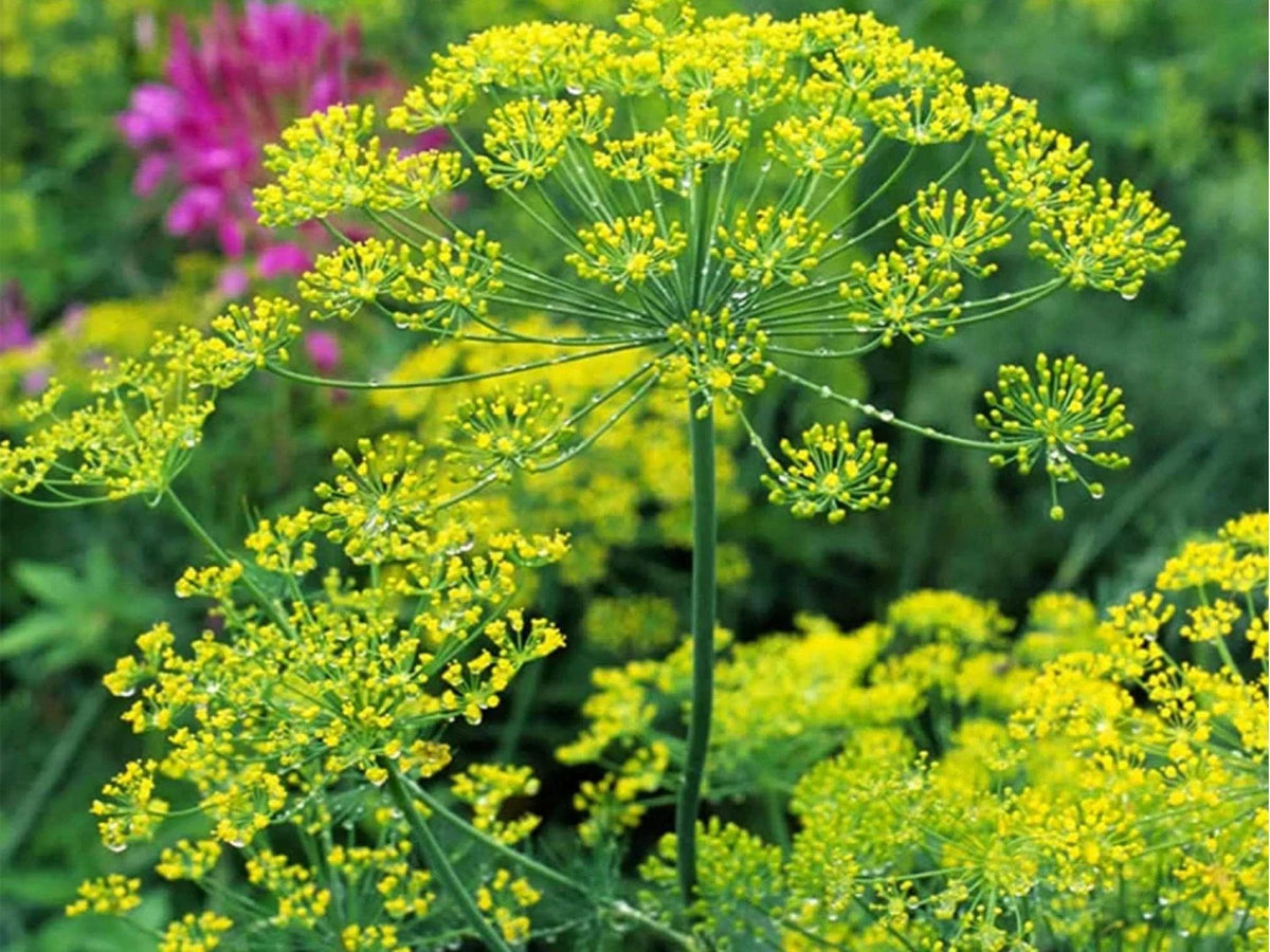 Bouquet Dill Herb Seeds – 500 Non-GMO, Heirloom, Culinary & Pollinator Magnet, Anethum graveolens