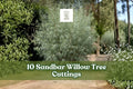 10 Sandbar Willow Tree Cuttings for Planting Salix exigua Deciduous Shrubs Live Planting