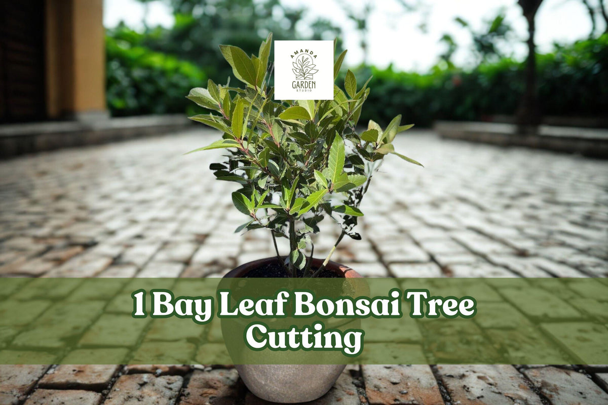 Bay Leaf Bonsai Tree Cutting for Planting | Ornamental Bonsai Starter with Thick Trunk | Indoor or Outdoor Plant