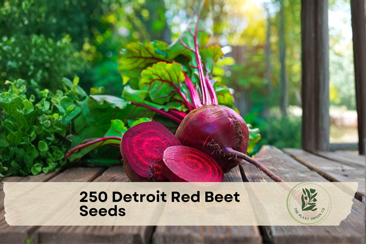 250 Detroit Red Beet Seeds, Beta vulgaris, Heirloom, Deep Red Roots, Easy to Grow, Vegetable Garden, Root Vegetable Seeds