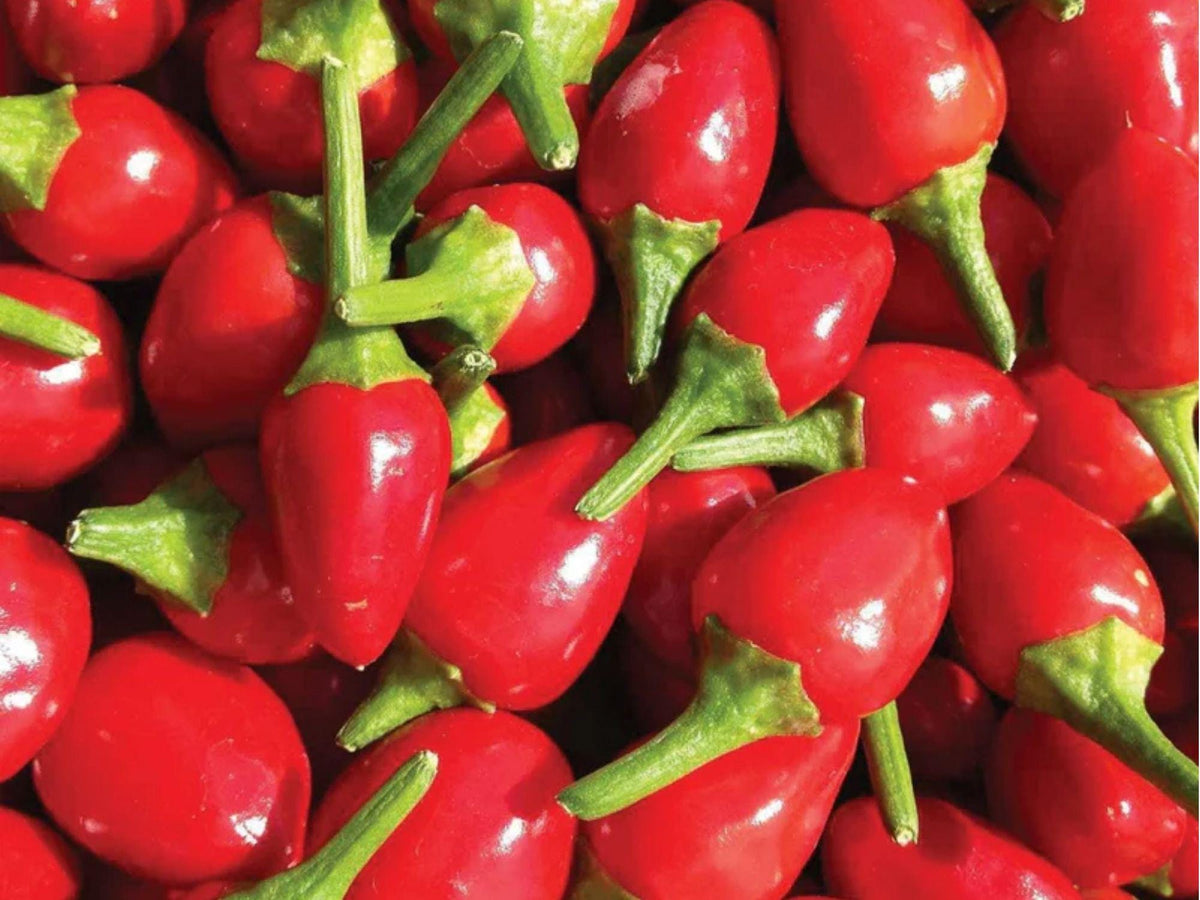 Chiltepin Pepper Seeds – 25 Count, Wild Native Hot Chili, Capsicum annuum var. glabriusculum, Small Round Fruits, High Heat