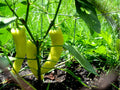 Sweet Banana Pepper Seeds – 25 Count, Mild Yellow Frying Peppers, Capsicum annuum, Fresh & Pickled Use
