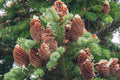 Balsam Fir Seeds – Evergreen Conifer Tree for Garden Planting – Abies balsamea, Fragrant, Cold-Hardy, Landscape, Wildlife