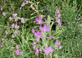 Fireweed Seeds – 100 Wildflower Seeds for Pink Spikes, Hardy Perennial, Chamaenerion Angustifolium, Pollinator Friendly