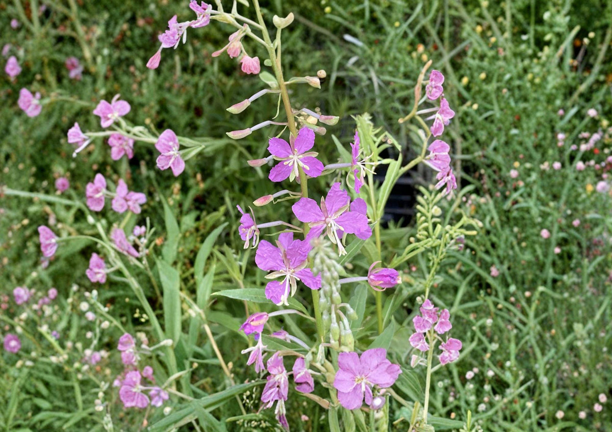 Fireweed Seeds – 100 Wildflower Seeds for Pink Spikes, Hardy Perennial, Chamaenerion Angustifolium, Pollinator Friendly