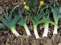 American Flag Leek Seeds – Heirloom, Non-GMO, Cold Hardy, Mild Onion Flavor, Allium ampeloprasum