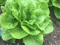 Buttercrunch Lettuce Seeds – Heirloom Non-GMO Butterhead, Crisp, Heat-Tolerant Lactuca sativa, 1000 Seeds