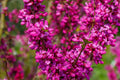 Chinese Redbud Tree Seeds – Ornamental Pink Spring Flowering Cercis Chinensis for Garden Landscaping