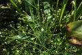 Alisma Subcordatum Mud Plantain Seeds – Native Aquatic Pond Plant for Water Gardens, Wetlands, Restoration (500 Seeds)
