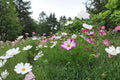 Cosmos Picotee Seeds – Bicolor Annual Flower for Garden Borders, Cut Flowers, Pollinator Attractant, Vibrant White-Edged Blooms