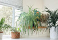 Spider Plant Rooted Cutting - Indoor Houseplant with Green-White Variegated Leaves - Chlorophytum comosum