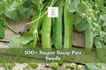 100+ Sugar Snap Pea Seeds Pisum sativum Climbing Vegetable for Garden, Sweet Crisp Pods, Cool Season Annual Plant