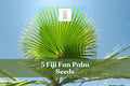 Fiji Fan Palm Seeds, Pritchardia pacifica, Ornamental Tropical Palm for Landscaping & Container Planting, 5 Seeds