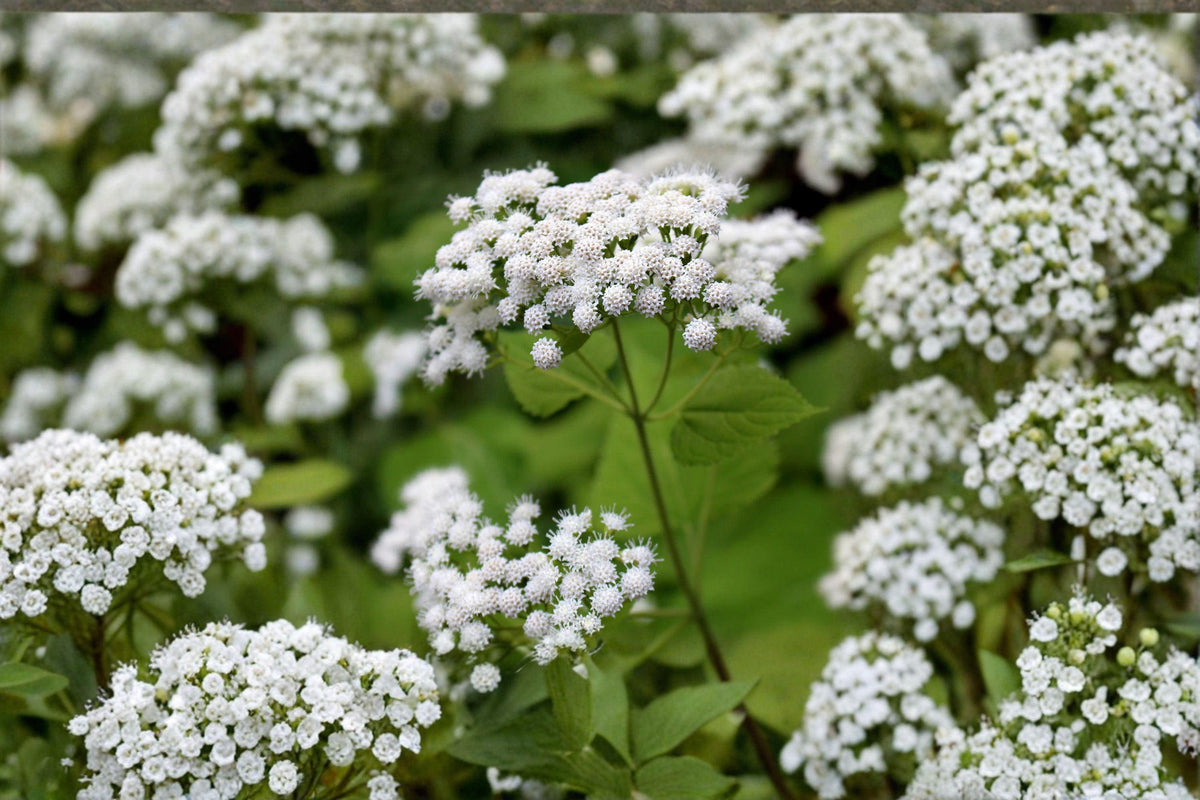 White Snakeroot Seeds - Ageratina altissima, Native Shade Perennial Wildflower for Pollinator Gardens