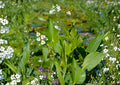 Common Arrowhead Seeds - Native Aquatic Wetland Plant, Duck Potato, Sagittaria latifolia, 100 Seeds