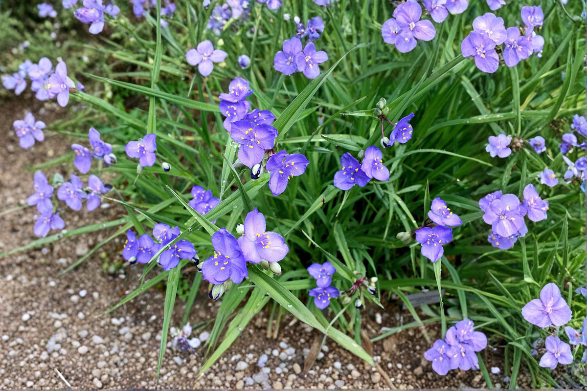 Western Spiderwort Seeds - Tradescantia occidentalis Native Wildflower for Prairie Gardens and Pollinator Gardens