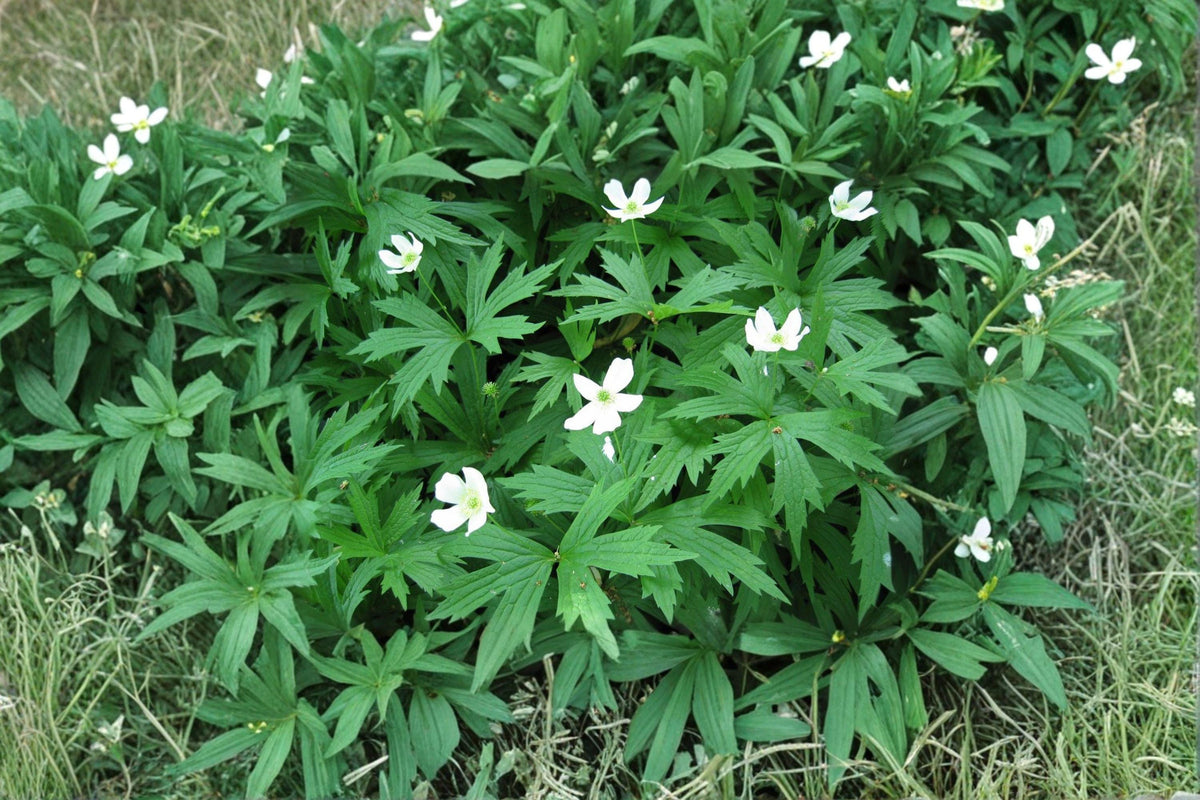 Canada Anemone Seeds - Native White Wildflower for Pollinator Gardens, Anemone canadensis, Groundcover, Perennial, Wildflower Seeds