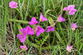 Prairie Spiderwort Seeds - Tradescantia bracteata Native Wildflower for Prairie Gardens, Meadow, Pollinator Habitat