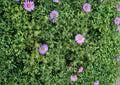 Aromatic Aster Seeds – Native Blue Purple Wildflower, Pollinator Attractant, Symphyotrichum oblongifolium, 100 Seeds