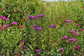 New York Ironweed Seeds – Tall Purple Wildflower for Pollinator Gardens, Vernonia noveboracensis