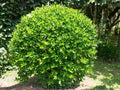Chinese Holly Seeds – 10 Ilex Cornuta Evergreen Shrub Seeds for Hedging, Privacy, and Winter Interest