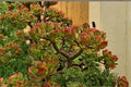 Jade Plant Cuttings 3-5" Unrooted Succulent Crassula ovata Indoor Houseplant Propagation