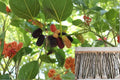 Mulberry Tree Cuttings 20 Fresh Unrooted Morus spp. Fruit Tree Propagation for Home Orchards