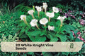 White Knight Vine Seeds, Moonflower, Night Blooming Climber, Ipomoea alba, Exotic White Flowers for Night Gardens