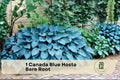 Canada Blue Hosta Bare Root Perennial Shade Plant, Blue-Green Foliage, Lavender Blooms, Hosta spp.