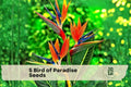 Bird of Paradise Seeds | Tropical Ornamental Plant | Orange & Blue Flowers | Strelitzia reginae