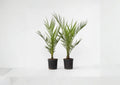 Phoenix Canariensis Seeds – Tropical Palm Tree for Landscaping, Ornamental Garden, Canary Island Date Palm, 10 Seeds