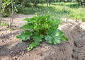 Rhubarb Seeds – Victoria Heirloom Variety for Perennial Garden Growing, Tart Green Stalks, 25 Seeds