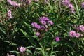 New York Ironweed Seeds – Vernonia noveboracensis Native Wildflower for Pollinator Gardens & Meadows, Purple Flower Clusters, 100 Seeds