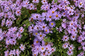 Aromatic Aster Seeds – 100 Native Purple Perennial for Pollinator Gardens, Fall Bloom, Symphyotrichum oblongifolium