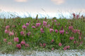 Sainfoin Shoshone Seeds – Pink Flower, Nitrogen Fixing Forage, Soil Improvement, Perennial Legume, Onobrychis viciifolia (100 Seeds)